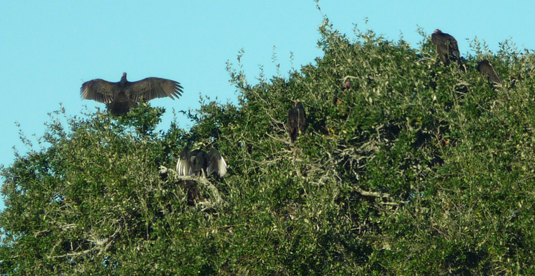 Vultures with wings spread in sun