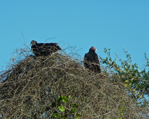 Black and Turkey Vultures