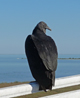 Black vulture