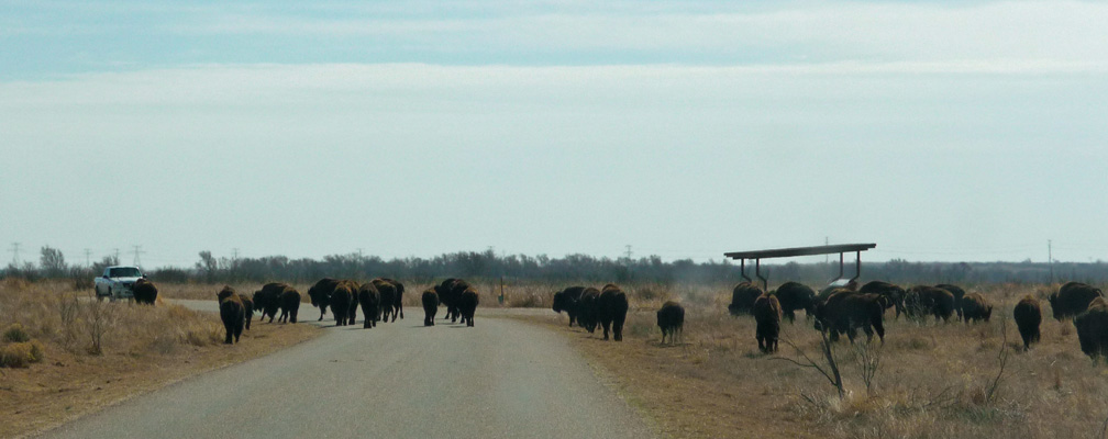 Bison jam Caprock Canyon SP