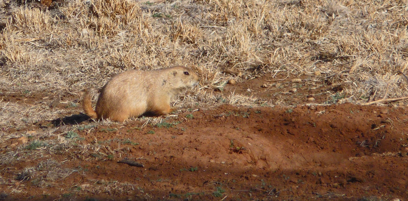 Prairie Dog at Caprock Canyon SP