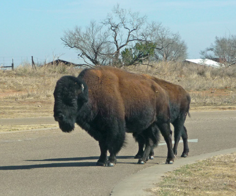 Bison Caprock Canyons SP