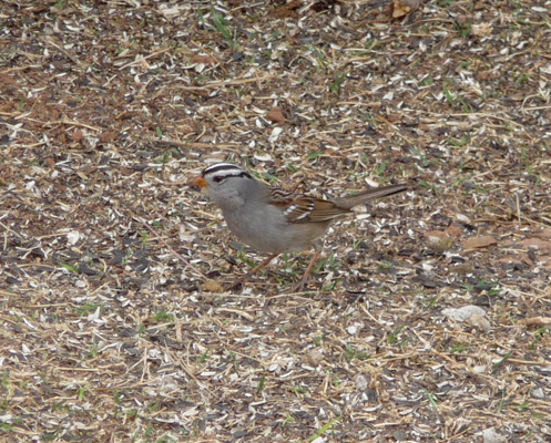 white-crowned sparrow