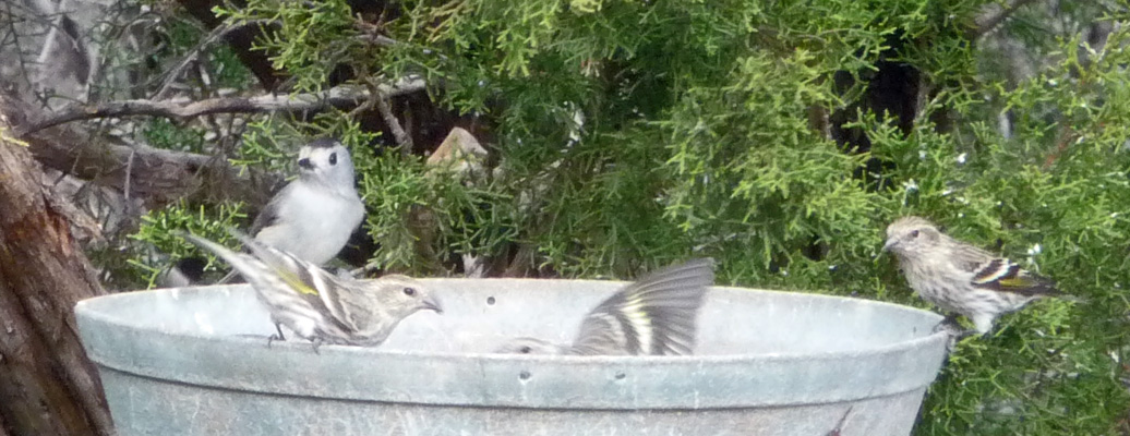 pine siskins and black-crested titmouse