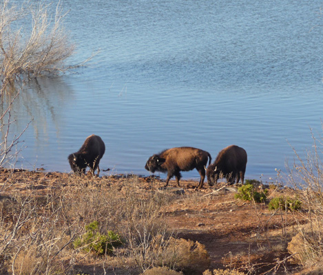 Bison at Lake Theo Caprock Canyons SP