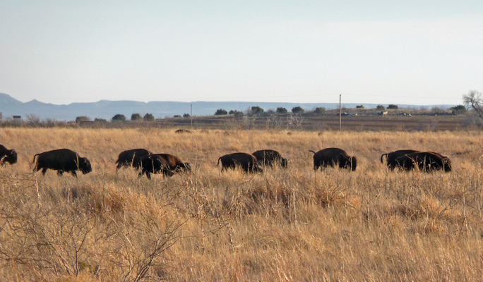 Bison Caprock Canyons SP