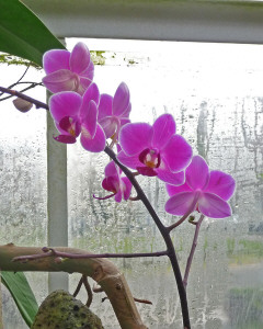 Pink Orchids