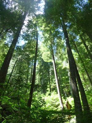 Forest rest Goat Creek Trail