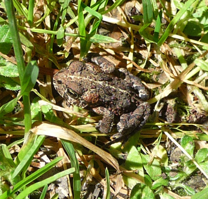 Frog on Goat Creek Trail