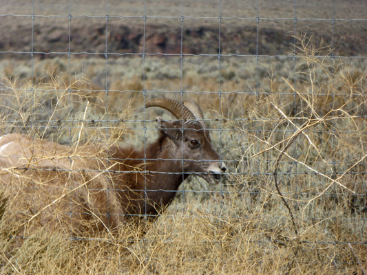 Rocky Mountains Big Horn Sheep