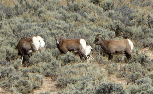 Rocky Mt Big Horn Sheep