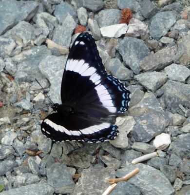Butterfly Terra Nova NP NL