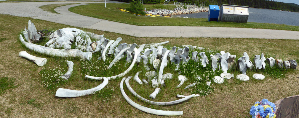 Whale skeleton Terra Nova NP