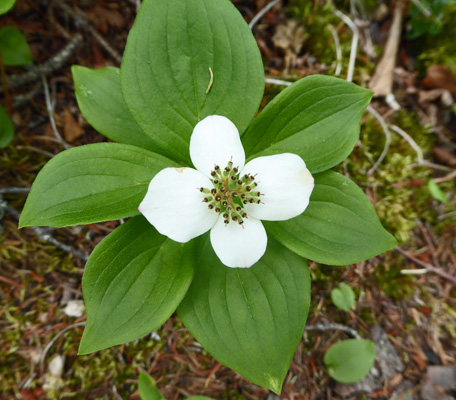 bunchberry (Cornus canadensis)