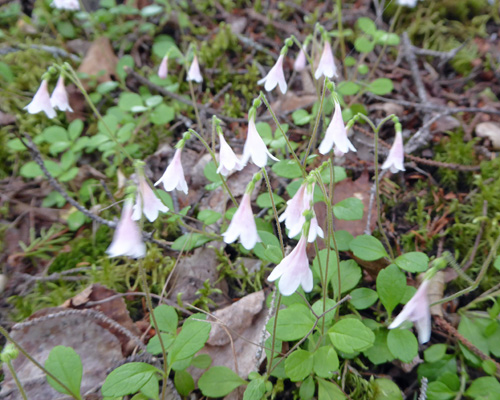 Twinflowers (Linnaea borealis)