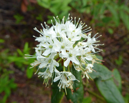 Labrador-tea (Rhododendron groenlandicum)