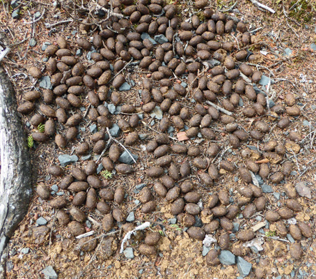 Moose scat