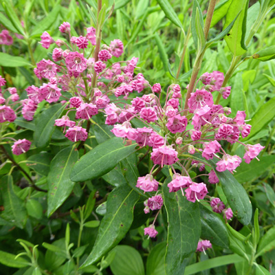 Sheep Laurel (Kalmia angustifolia)