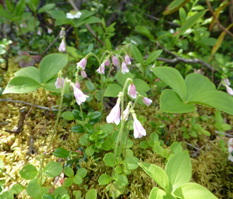 Twinflowers (Linnaea borealis)