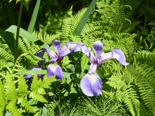 Blue Flags (Iris versicolor)