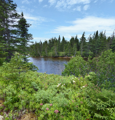 Salton's Brook Terra Nova NP