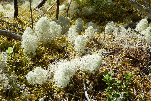 tall fluffy reindeer lichen