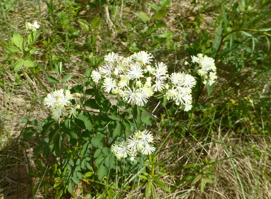 Tall Meadow Rue (Thalictrum pubescens)