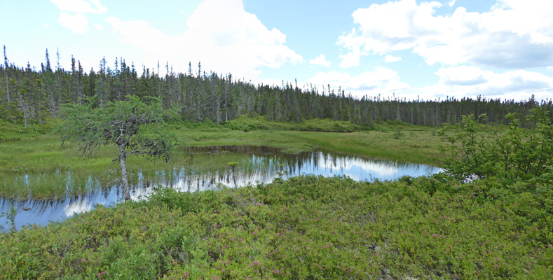 Sandy Pond canoe trail