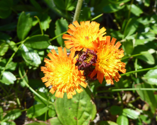 Orange Hawkweed (Hieracium aurantiacum)