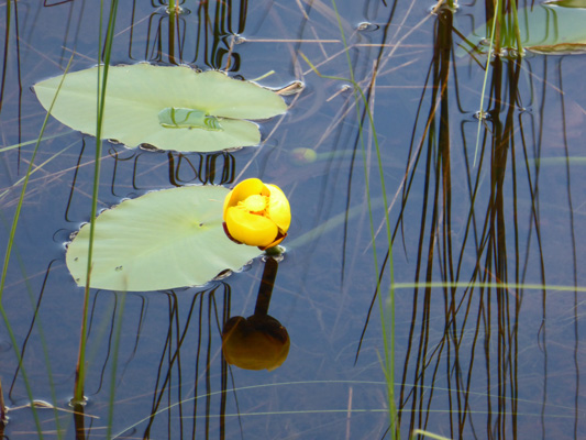 Yellow Pond-lilies (Nuphar variegatum)