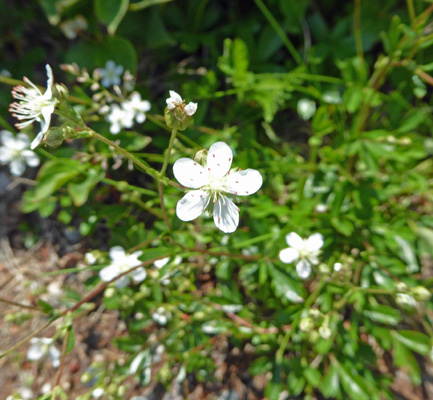 Three-toothed Cinquefoil (Sibbaldiopsis tridentata)