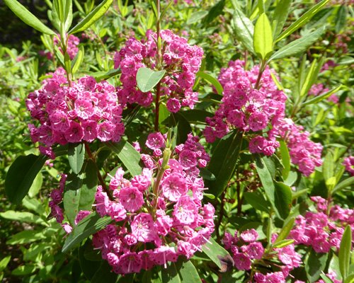 Sheep Laurel (Kalmia angustifolia) 