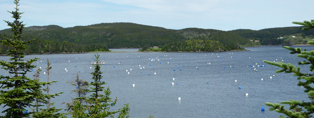 NW arm of Trinity Harbor NL