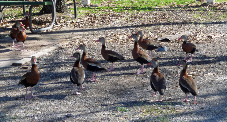 Black-bellied whistling ducks