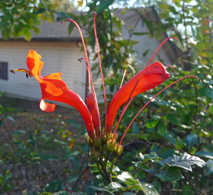 Orange vine in bloom Livingston TX