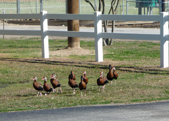 Black-bellied whistling ducks