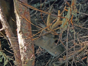 Buck in woods along Tonga Ridge Trail WA