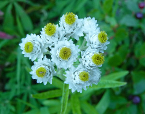 Pearly Everlasting along Tonga Ridge Trail WA