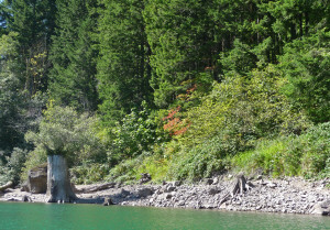 Vine Maples turning color on shoreline of Rattlesnake Lake WA