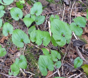 False Lily of the Valley (Maianthemum dilatatum)