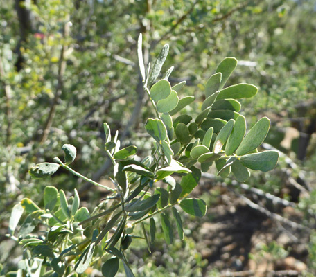 Ironwood tree foliage