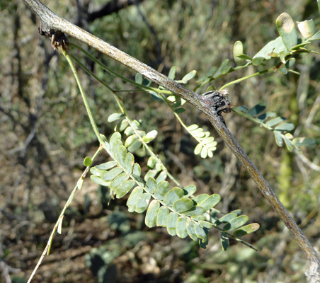 Mesquite foliage