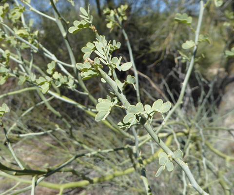 Palo Verder tree foliage