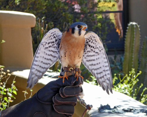 American Kestrel