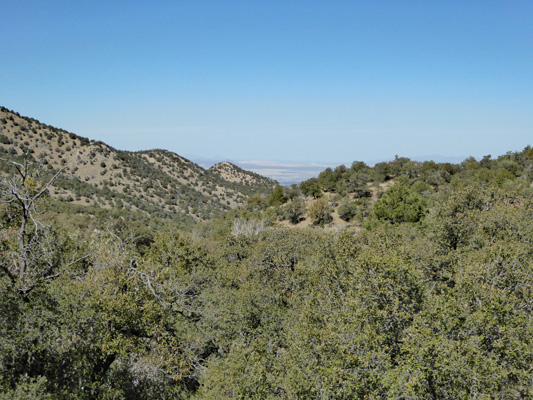 View northward from Madera Canyon