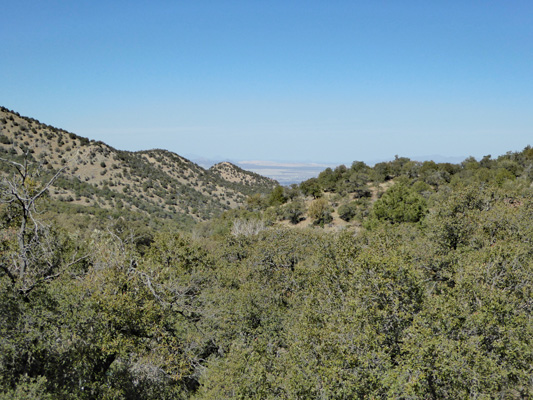 View northward from Madera Canyon