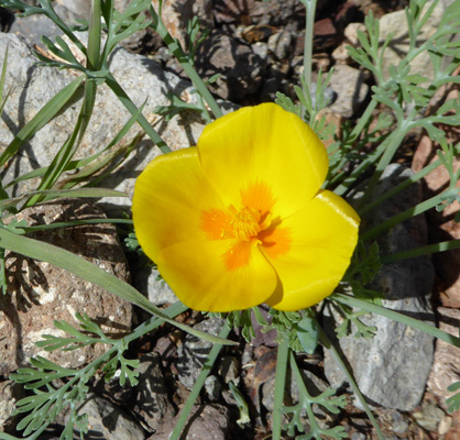 California Poppies (Eschscholzia californica)