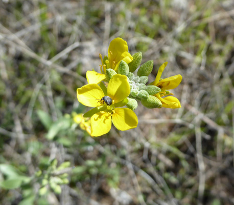 Desert Bladderpod (Lesquerella tenella)