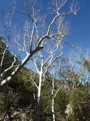 Sycamores Madera Canyon