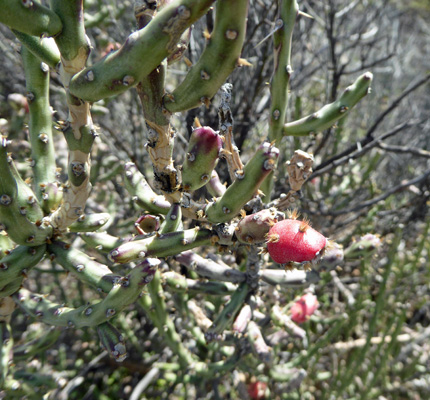 Hybrid Desert Xmas and AZ Pencil Cholla